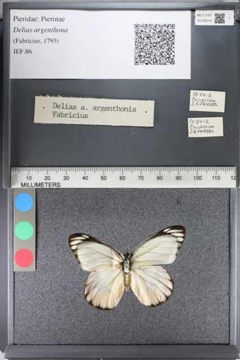 Media type: image;   Entomology 128319